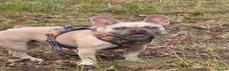 French Bulldog dogs for sale: French bull dog for rehoming.  - Advert 1