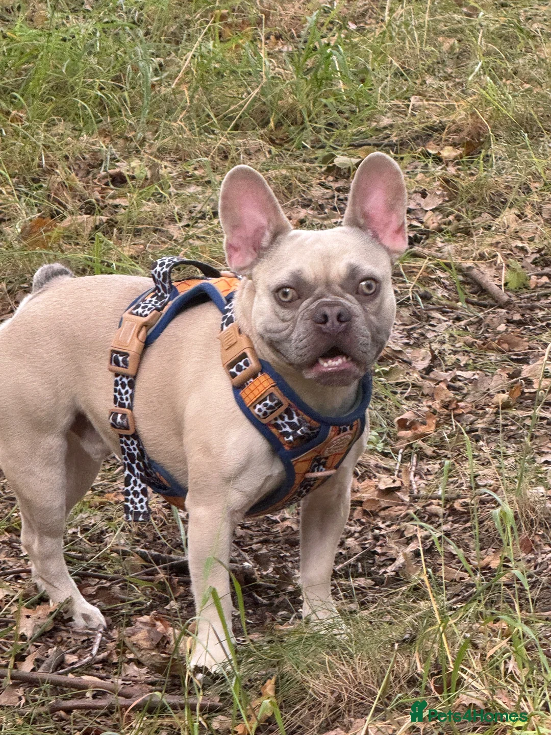 French Bulldog dogs for sale: French bull dog for rehoming.  - Advert 1