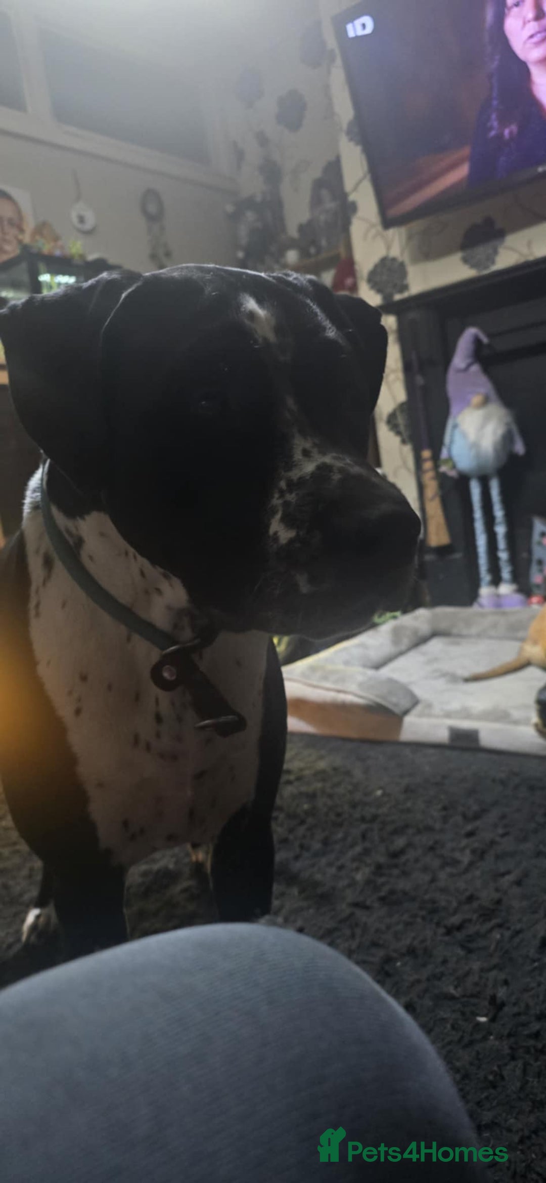 Mixed Breed dogs for sale: Moose and Zero Brothers  - Advert 7