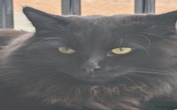 British Longhair cats for sale: Black brown long haired cat - Image 3