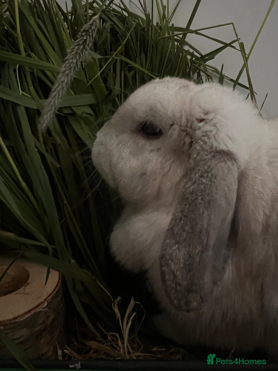 Mixed Breed rabbits for sale: Lulu 🤍 - Advert 3