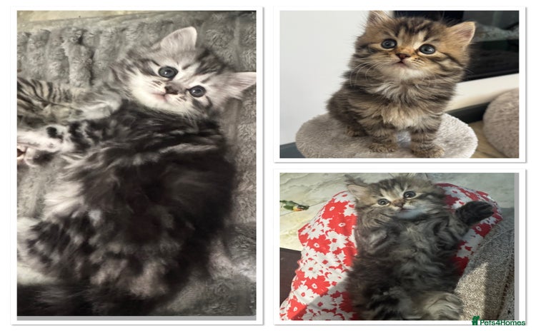 Mixed Breed cats - Advert 4