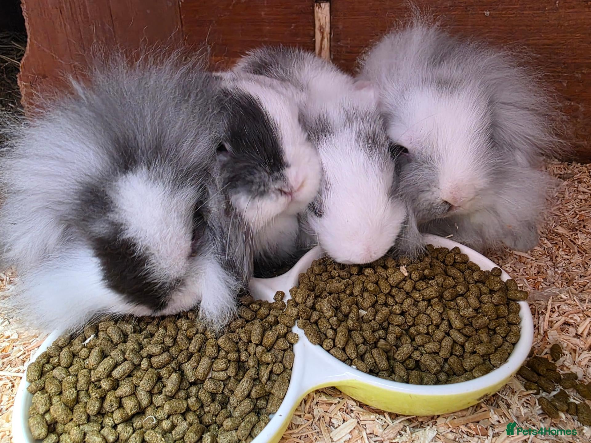 Mini Lop rabbits Mini lop/lion lop babies - three fluffy boys left! - Advert 14