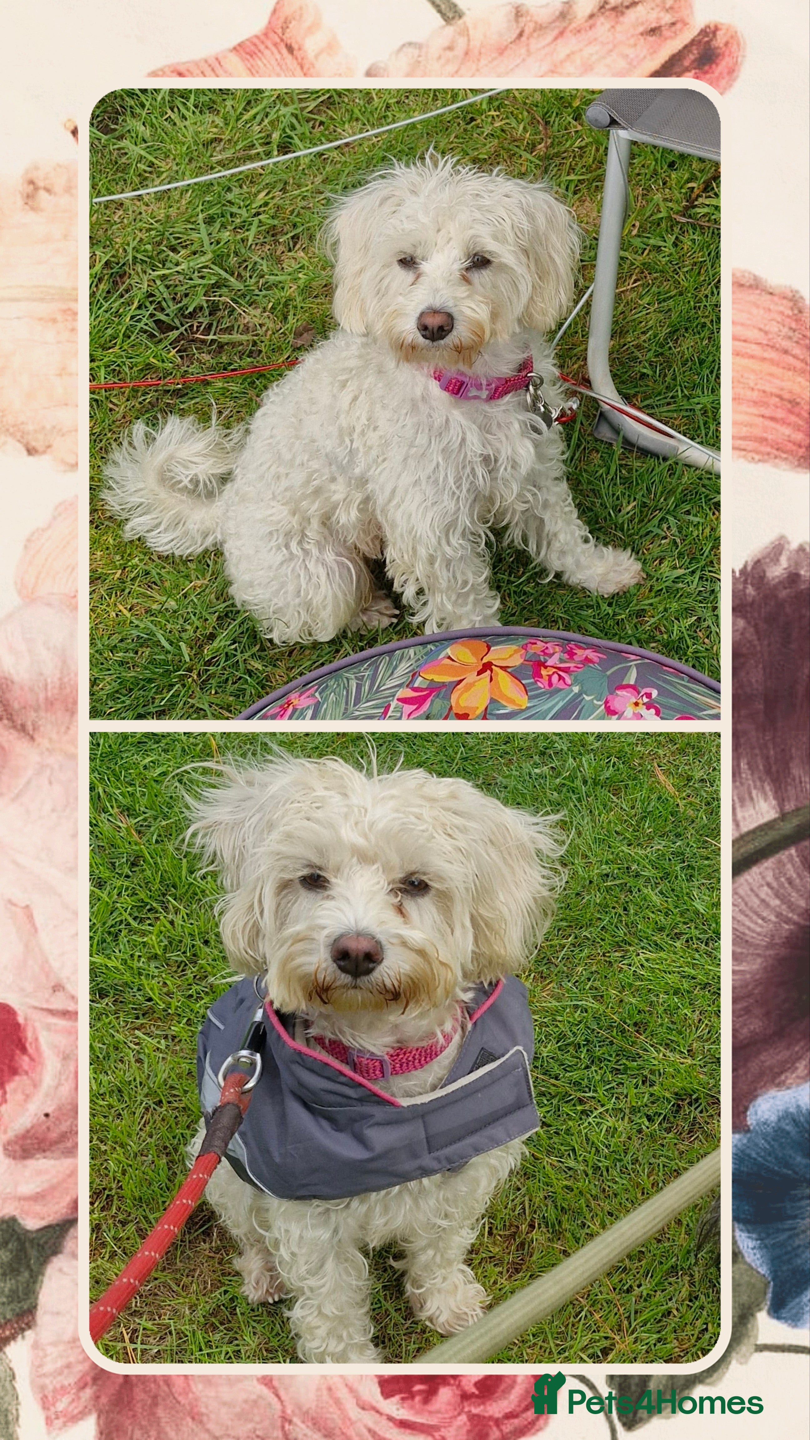 Mixed Breed dogs Cockerpoo/Schnoodle/Bischon Puppies  - Advert 1