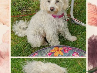 Mixed Breed dogs Cockerpoo/Schnoodle/Bischon Puppies - Advert 1