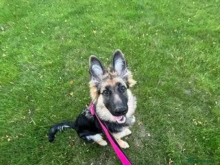 German Shepherd dogs Beautiful 8 month old German shepherd - Advert 1