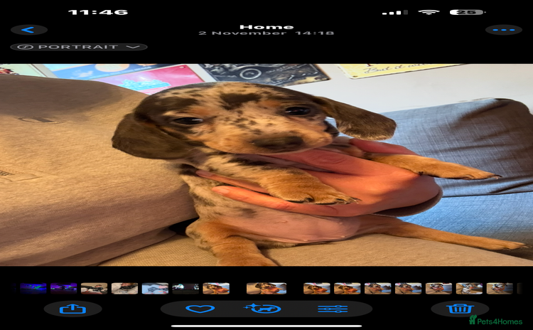 Miniature Dachshund dogs Miniature dachshund puppies for sale  - Advert 2