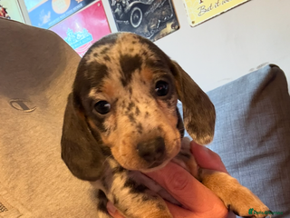 Miniature Dachshund dogs Miniature dachshund puppies for sale - Advert 7
