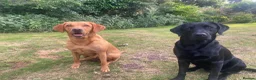 Labrador Retriever dogs for sale: 8 Stunning Fox Red & Black Labrador Puppies in Walsall - Advert 3