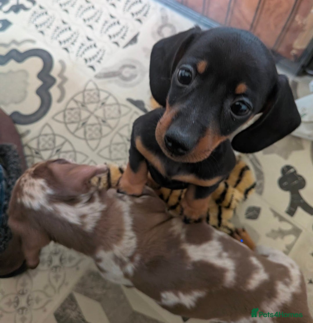 Miniature Dachshund dogs 🐶 Last Dachshund baby 🐶 - Advert 16