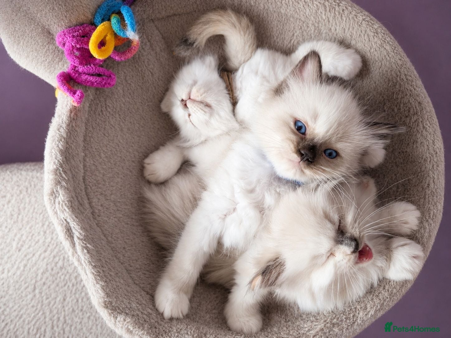 Ragdoll cats Registered ragdoll kittens by grand champion - Advert 1