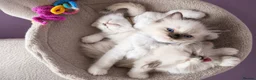 Ragdoll cats for sale: Registered ragdoll kittens by grand champion in Scunthorpe - Advert 2