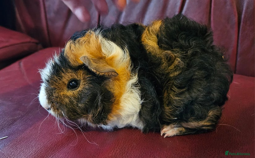 Gallery Image {{count}}