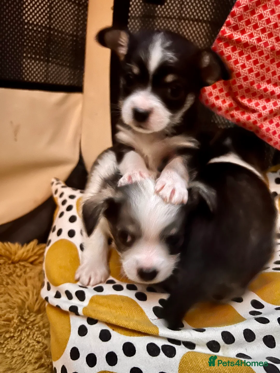 Mixed Breed dogs for sale: Adorable Malchi puppies available 🐶 - Advert 2