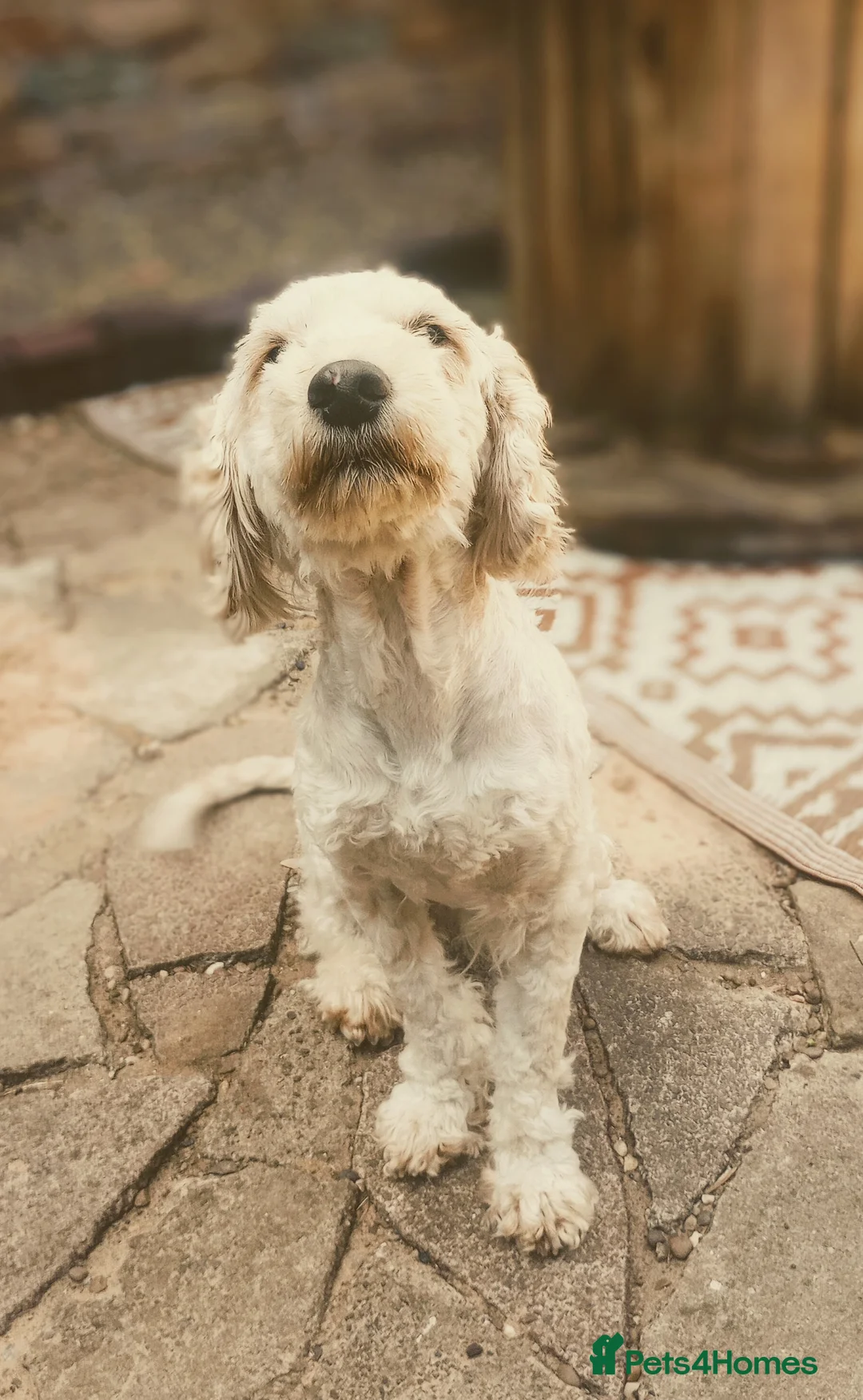 Cockapoo dogs for sale: High Energy Cockerpoos in Cleethorpes - Advert 2