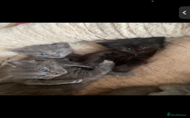 Domestic Shorthair cats - Advert 2