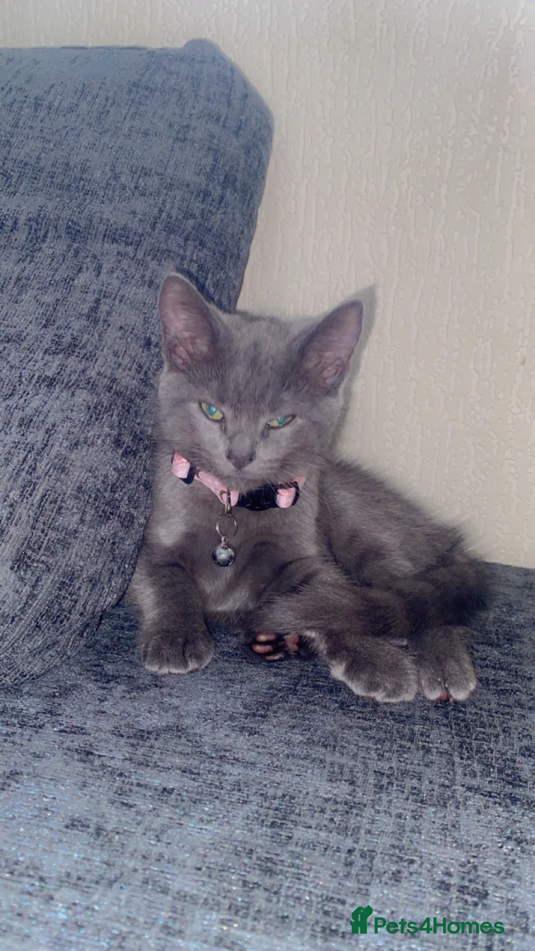 Russian Blue cats for sale: Girl kitten age 4 months - Advert 3