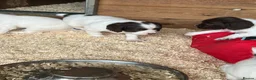 English Springer Spaniel dogs for sale: Kc reg Springer Spaniel puppies in Faringdon - Advert 3