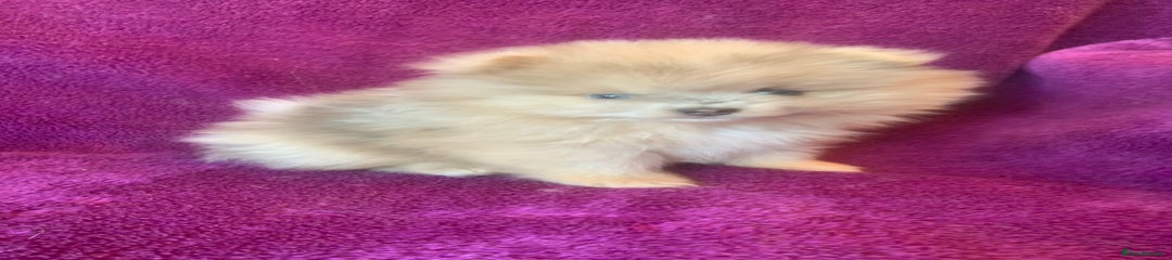 Male