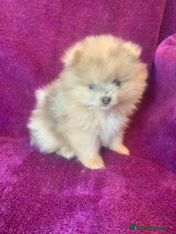 Pomeranian dogs - Advert 7