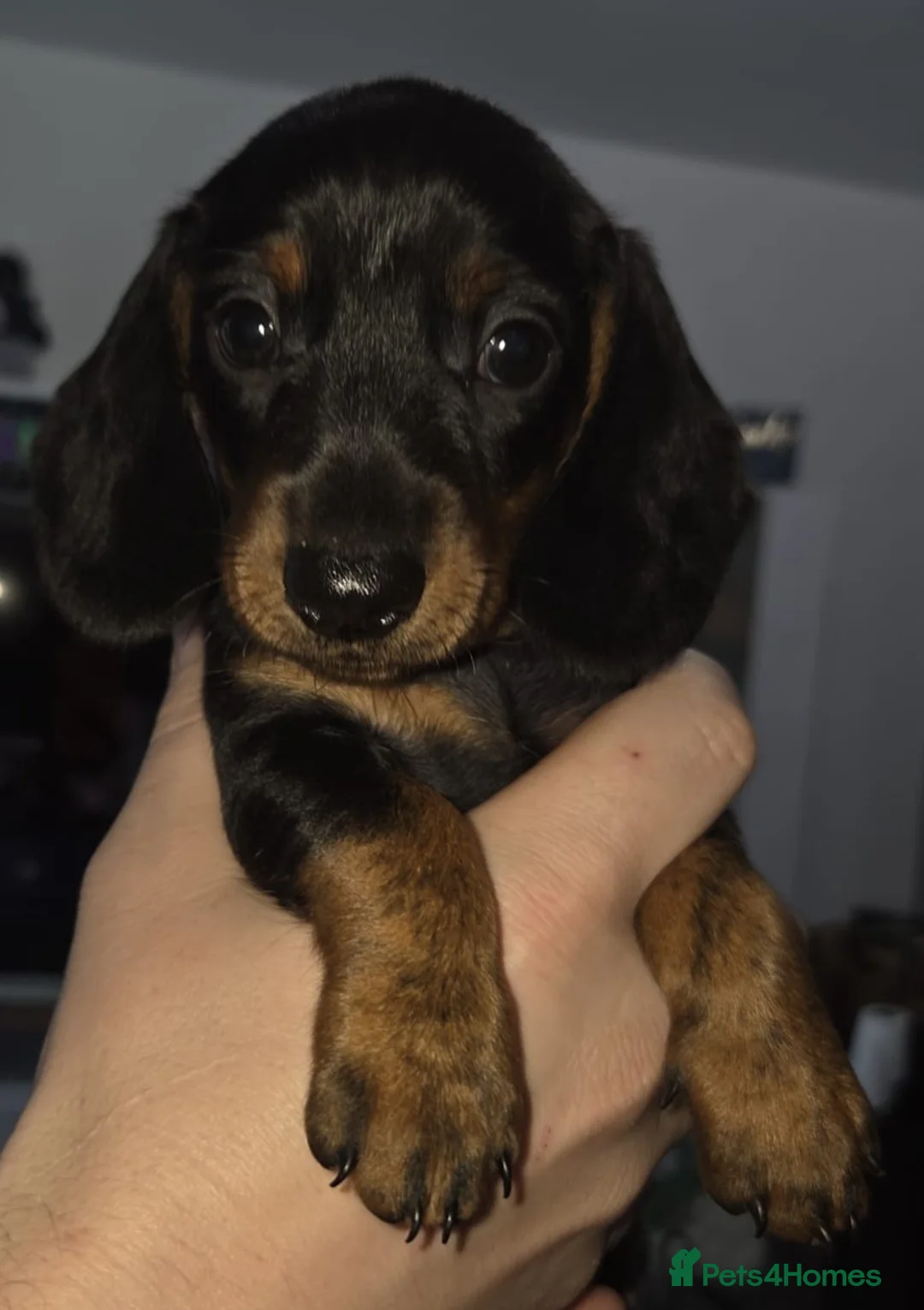 Miniature Dachshund dogs for sale: Our beautiful babies  - Advert 2