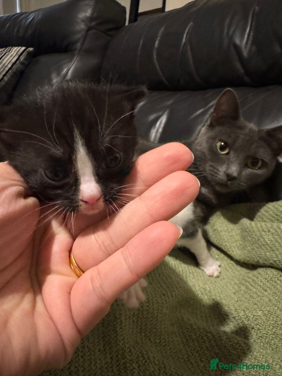 Mixed Breed cats for sale: Russian Blue x Tabby - Advert 6