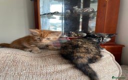 Mixed Breed cats for sale: Beautiful little kittens - Image 10
