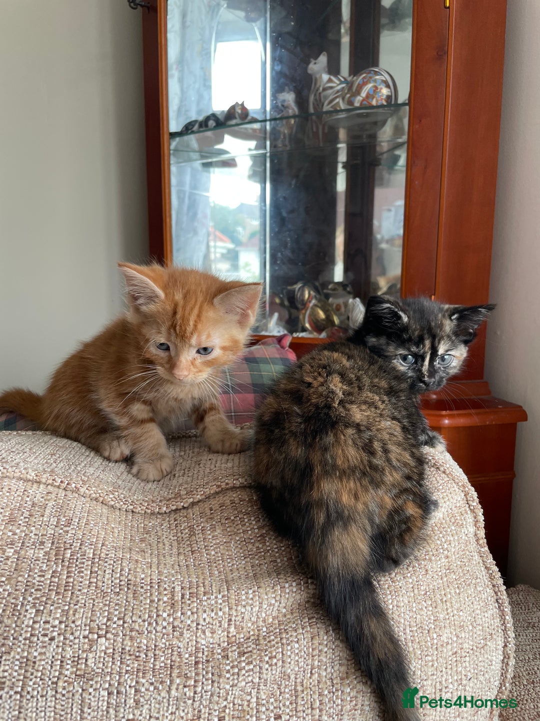 Mixed Breed cats for sale: Beautiful little kittens - Image 10