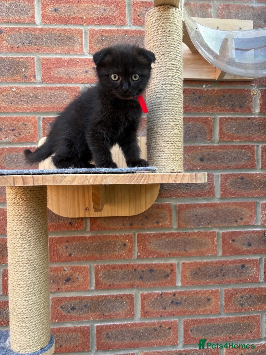Mixed Breed cats Ragdoll x BSH/Scottish Fold Kitten - Advert 15