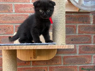 Mixed Breed cats Ragdoll x BSH/Scottish Fold Kitten - Advert 15