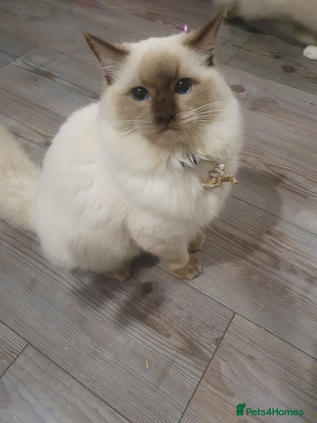 Ragdoll cats for sale: 6.5Months RagdollBoys - Advert 25