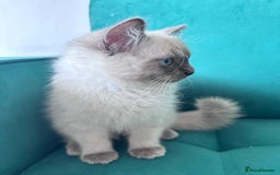 Ragdoll cats for sale: Friendly, Well Socialized & Healthy Ragdoll Kitten - Image 5