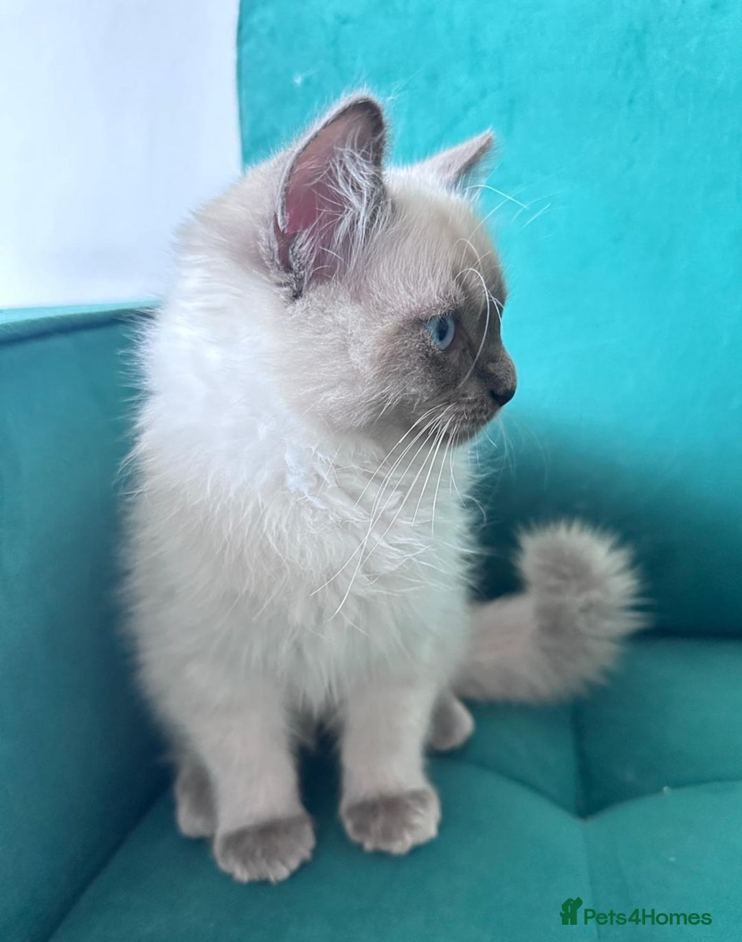 Ragdoll cats for sale: Friendly, Well Socialized & Healthy Ragdoll Kitten - Image 5