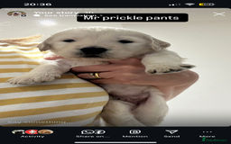 Double Doodle dogs for sale: Double doodles born 24/07/25 1 boy & 4 girls left - Image 26