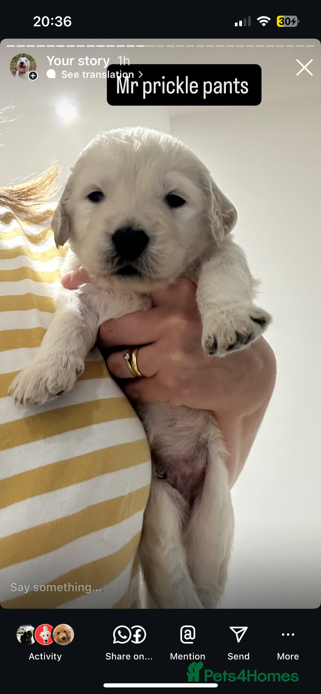 Double Doodle dogs for sale: Double doodles born 24/07/25 1 boy & 4 girls left - Image 26