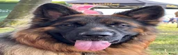 German Shepherd dogs for sale: German Shepherd  - Advert 1