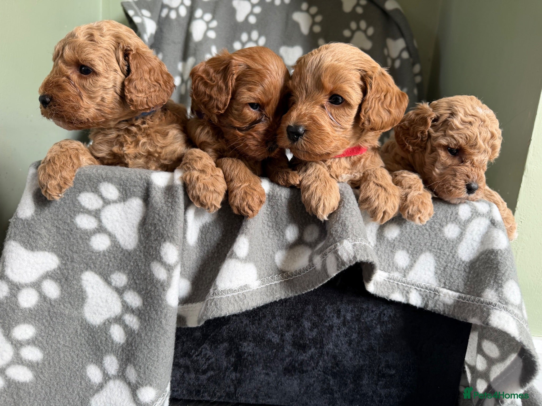 Cockapoo dogs Beautiful F1b Cockapoo puppies - Advert 2