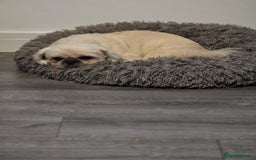 Shih Tzu dogs for sale: Shih tzu pups - Image 2