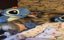 French Bulldog dogs for sale: 3 yr old male French bulldog - Image 3