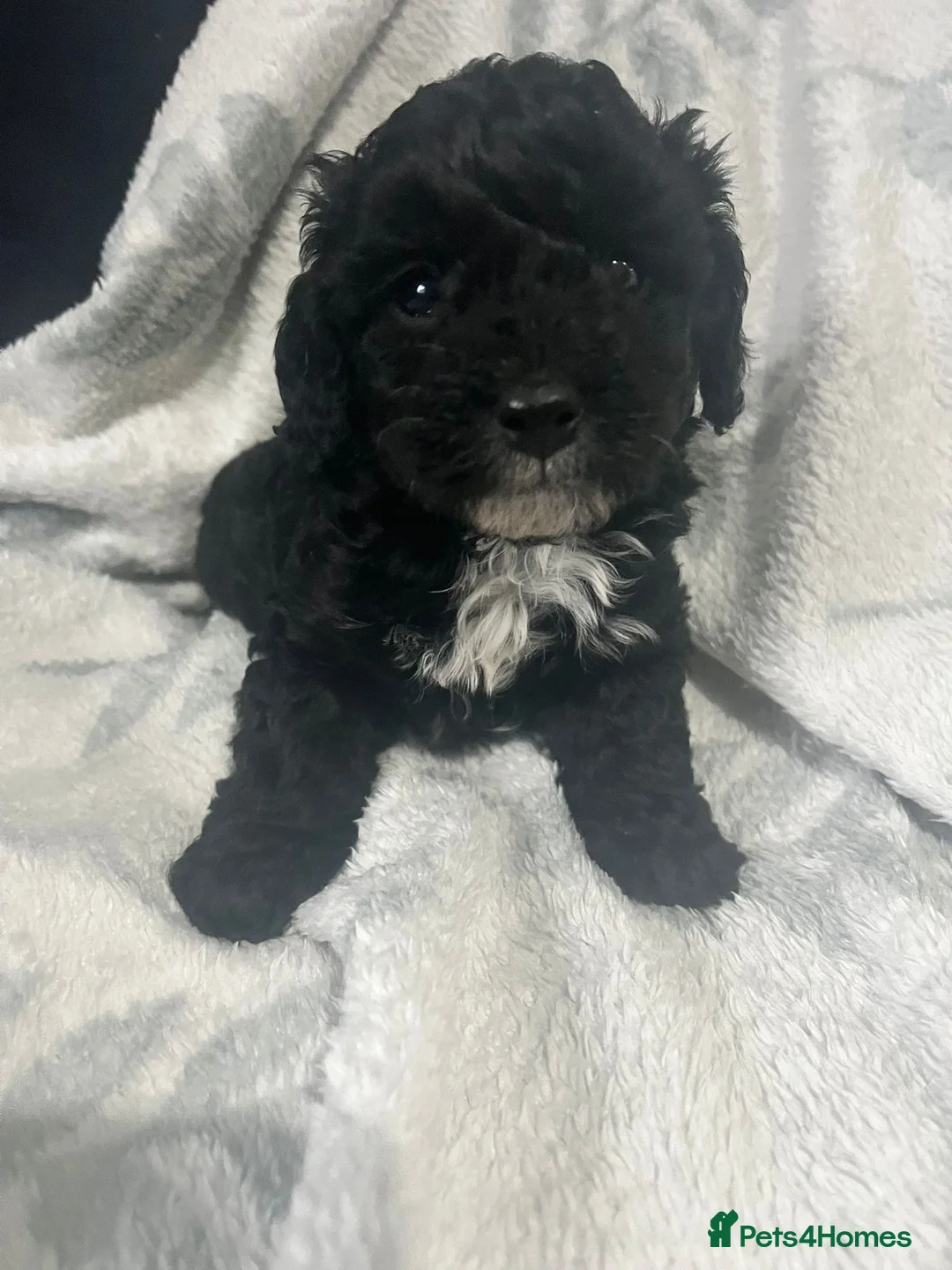 Cavapoo dogs for sale: Adorable toy cavapoo puppies health tested  - Advert 13