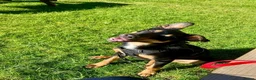 Mixed Breed dogs for sale: Kelpie x Border Collie 11 Month Old Puppy Rehome  - Advert 24
