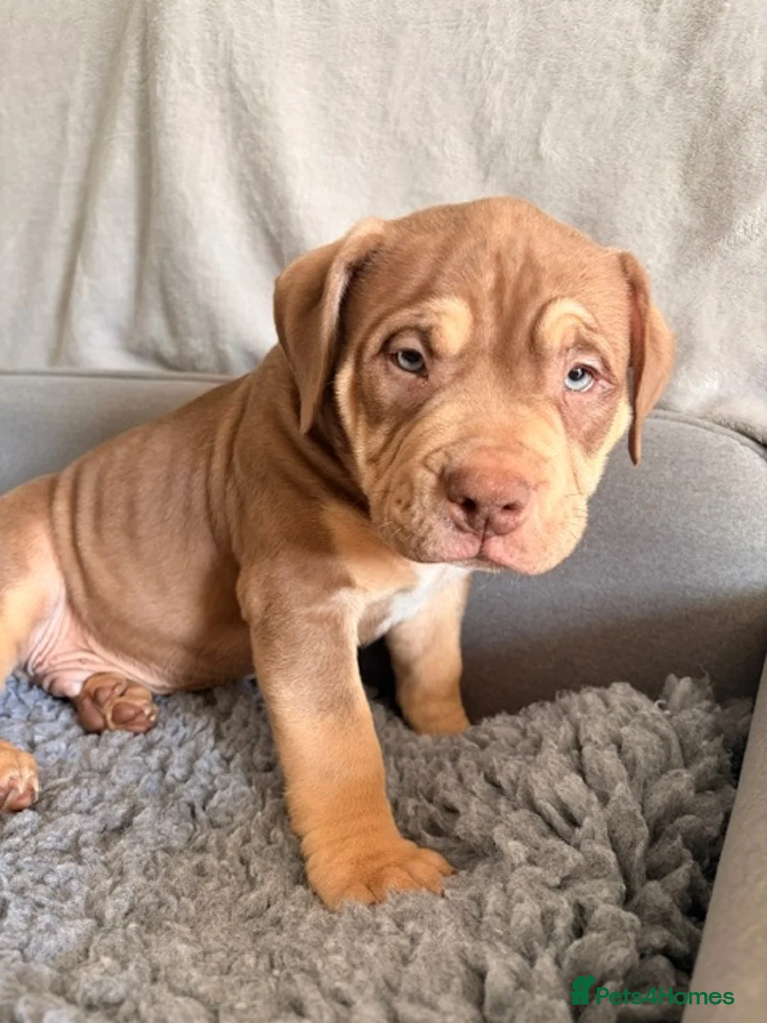 American Bully dogs for sale: Puppies for sale - Advert 2