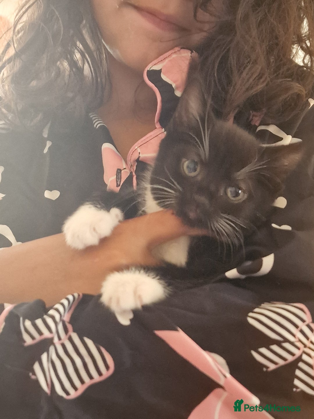 Mixed Breed cats for sale: Kittens - Image 28