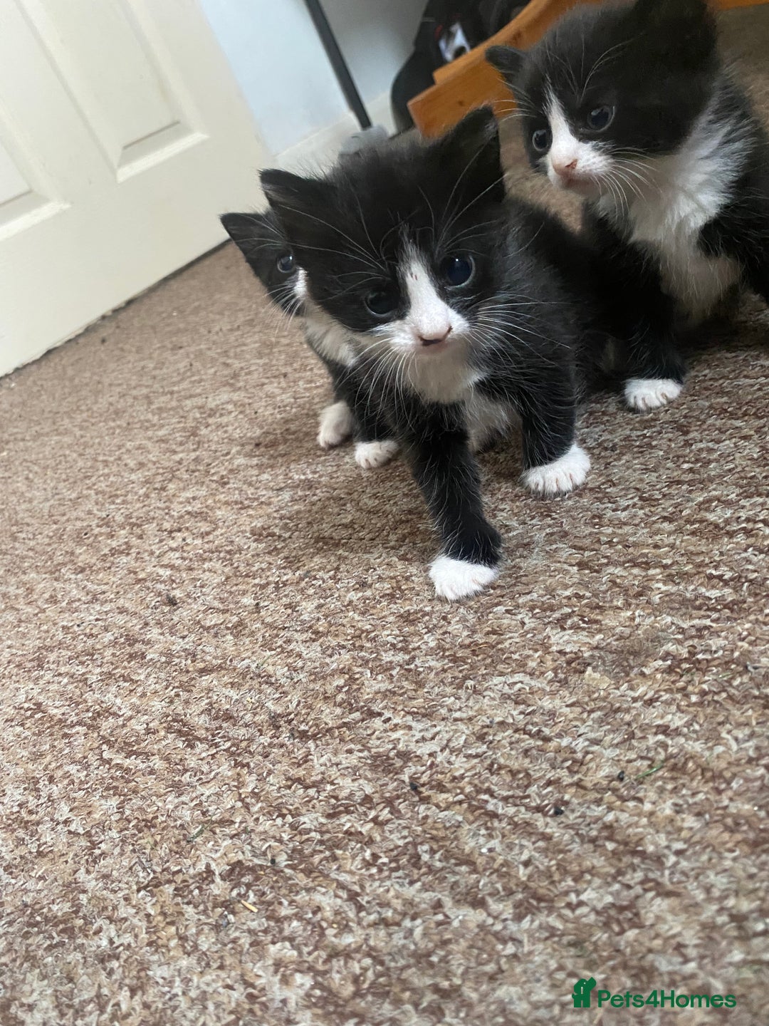 Bombay cats for sale: 3 kittens for sale - Image 7