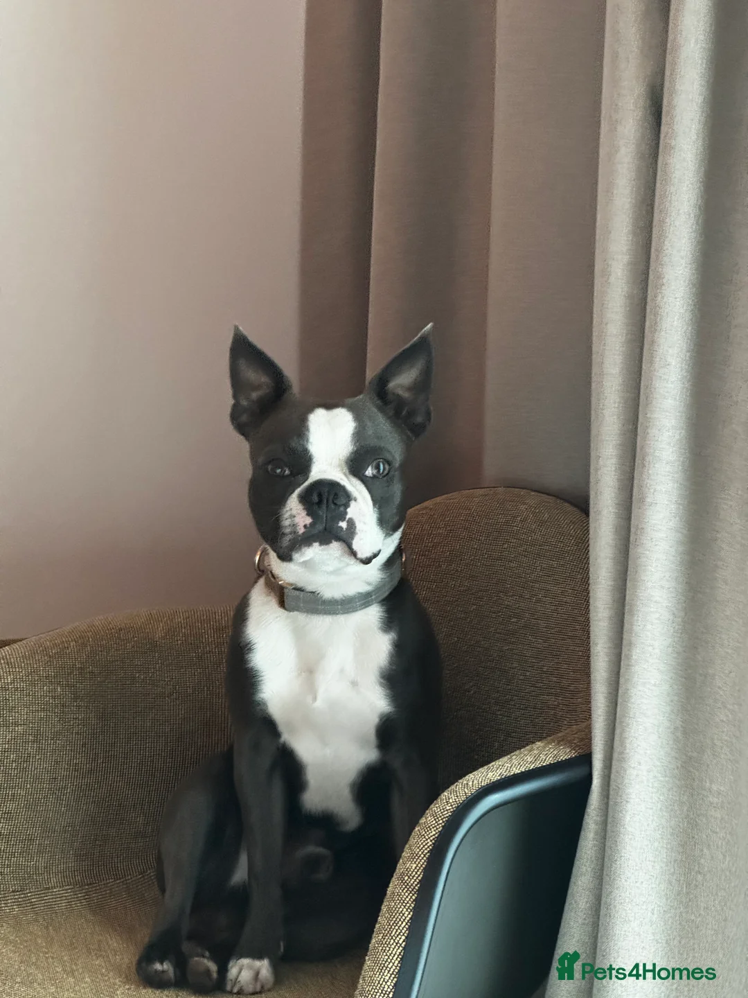 Boston Terrier dogs for stud: Boston terrier for stud blue&white proven KC regis in Wantage - Advert 14
