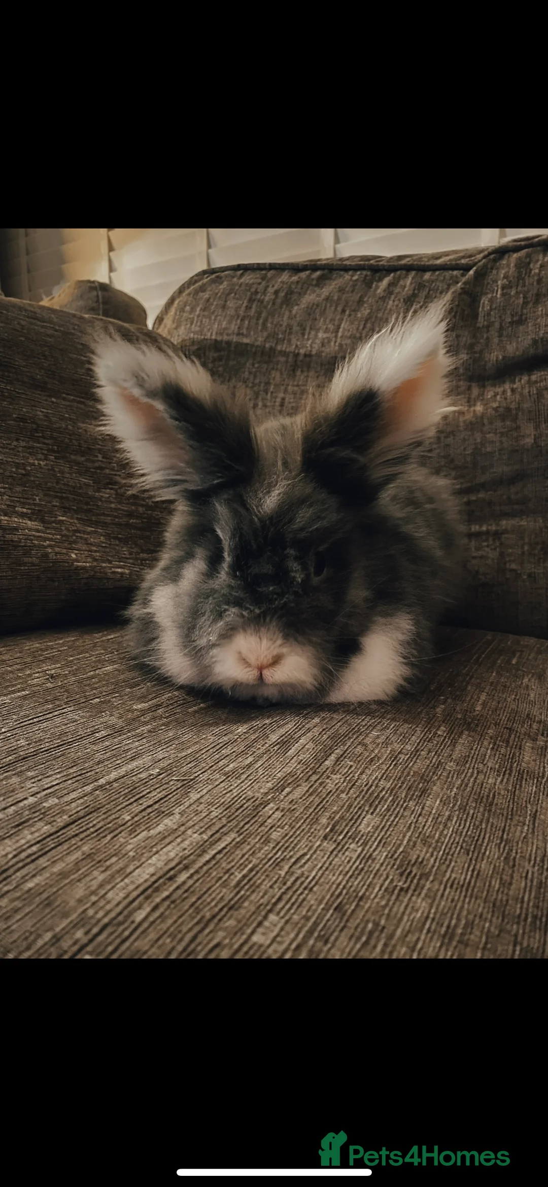 Lionhead rabbits for sale: 1 female , 1 male - 3 Year old lion head bunnies - Advert 9