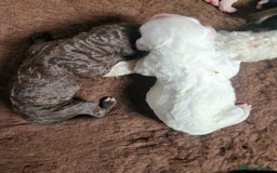Goldendoodle dogs for stud: Litter expected - Image 6