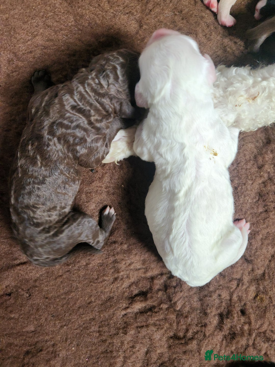 Goldendoodle dogs for stud: Litter expected - Image 6
