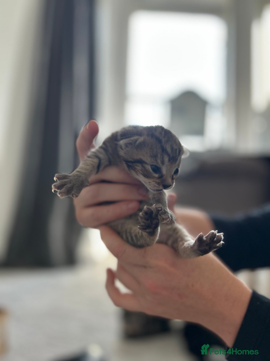Domestic Shorthair cats for sale: 2 boys and 1 girl domestic shorthair kittens - Image 5