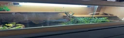 Bearded Dragon reptiles for sale: Bearded dragon  - Advert 7